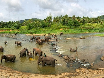 Pinnawala Elephant Orphanage